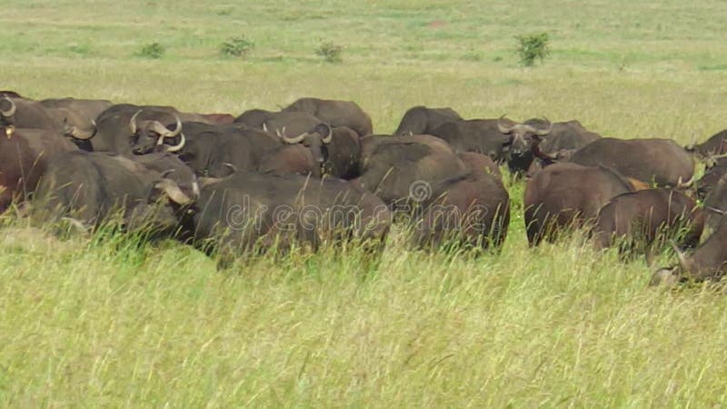 Kudde van de Afrikaanse migratie van kaapbuffels