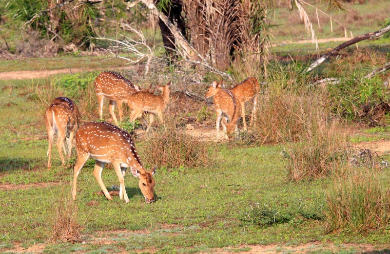 Kudde van de asherten van Sri Lankan, ceylonensis van de Asas stock afbeeldingen Kudde van de asherten van Sri Lankan, ceylonensis van de Asas stock afbeeldingen