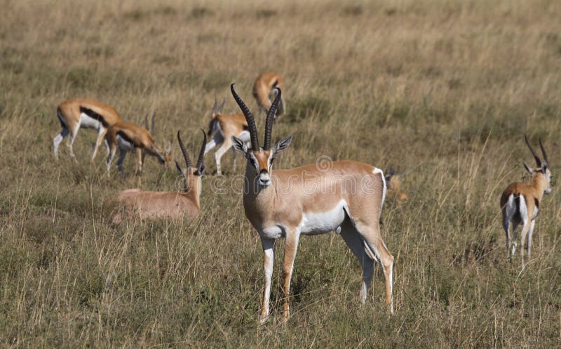 Herd of Thomson's Gazelle, Serengeti National Park, Tanzania, Africa. Herd of Thomson's Gazelle, Serengeti National Park, Tanzania, Africa