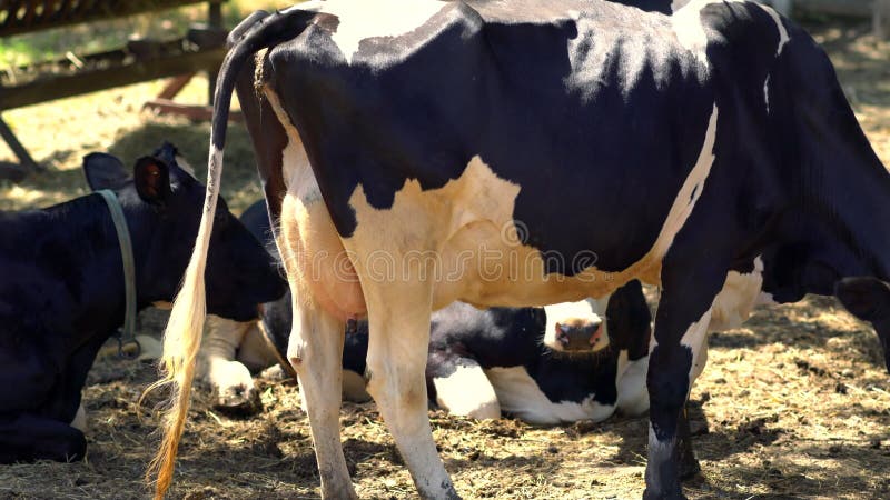 Kudde van de melkkoeien die van Holstein in een paddock rusten