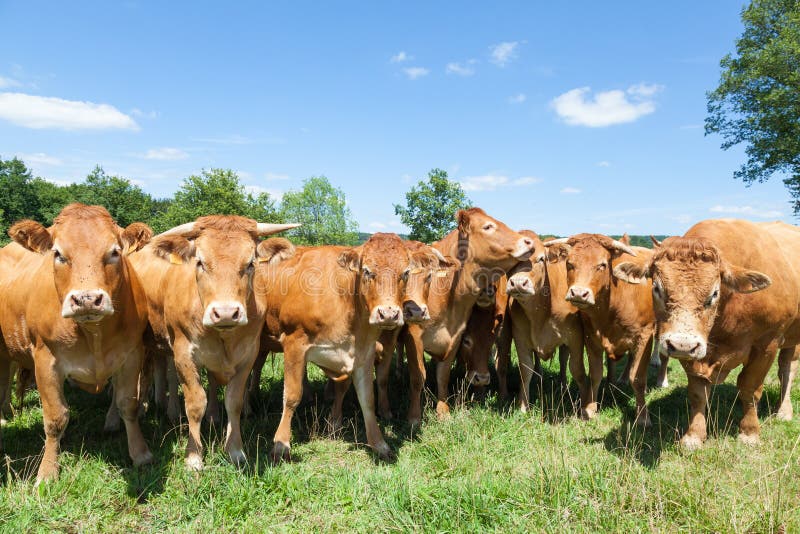 Kudde van de nieuwsgierige vleeskoeien van Limousin en een stier stock foto's Kudde van de nieuwsgierige vleeskoeien van Limousin en een stier stock foto's