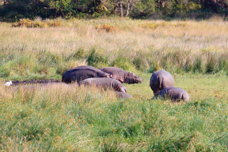 Kudde van hippos die, het Nationale Park van Kruger, Zuid-Afrika slapen stock afbeelding Kudde van hippos die, het Nationale Park van Kruger, Zuid-Afrika slapen stock afbeelding