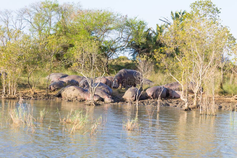 Kudde van hippos die, Isimangaliso-het Park van het Moerasland, Zuid-Afrika slapen royalty-vrije stock foto's Kudde van hippos die, Isimangaliso-het Park van het Moerasland, Zuid-Afrika slapen royalty-vrije stock foto's