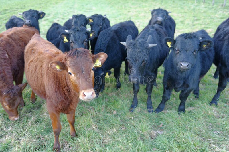Kudde van nieuwsgierige koeien op een Engels gebied tewin, Hertfordshire royalty-vrije stock foto's Kudde van nieuwsgierige koeien op een Engels gebied tewin, Hertfordshire royalty-vrije stock foto's