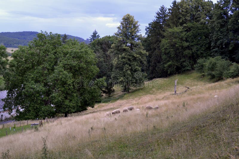 Kudde van schapen die in een weide weiden royalty-vrije stock afbeelding Kudde van schapen die in een weide weiden royalty-vrije stock afbeelding