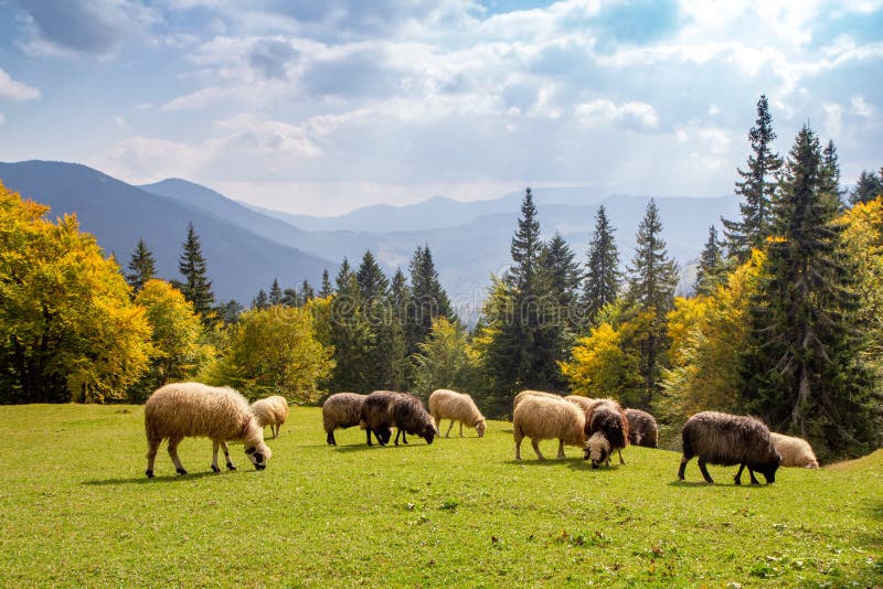 Kudde van schapen het weiden hoogte in de bergen in de herfst op alpiene weide stock afbeeldingen Kudde van schapen het weiden hoogte in de bergen in de herfst op alpiene weide stock afbeeldingen