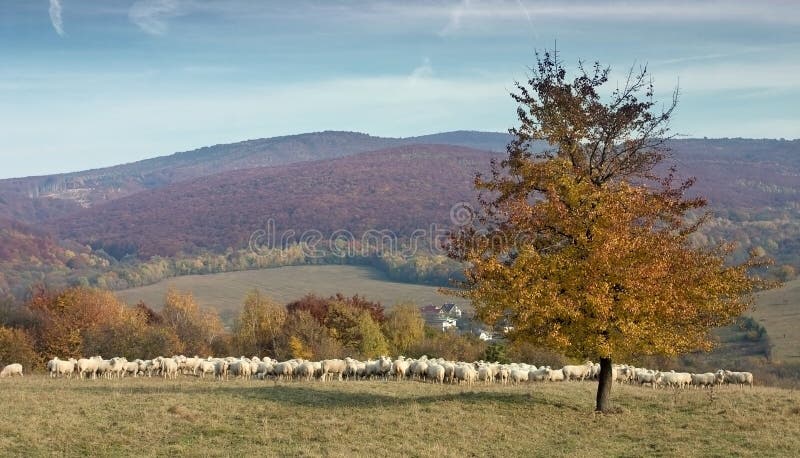 Kudde van schapen op zonnige bergweide royalty-vrije stock foto's Kudde van schapen op zonnige bergweide royalty-vrije stock foto's