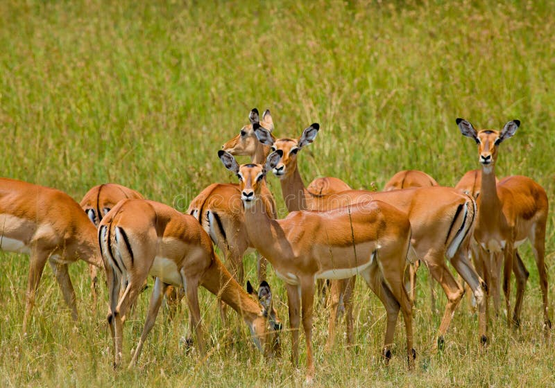 Herd of Thompson gazelle in Masai Mara. Herd of Thompson gazelle in Masai Mara