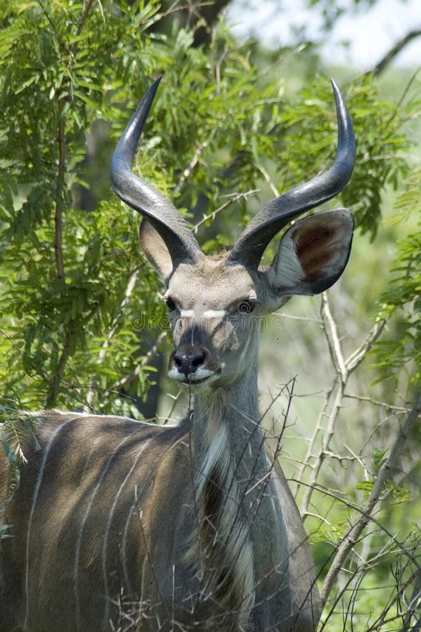 Kudu Antelope in Africa