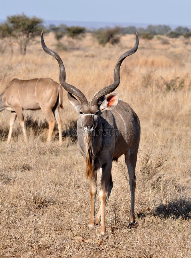 Kudu Antelope in Africa