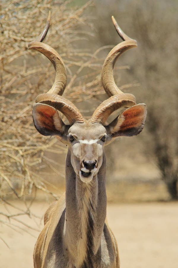 Kudu Antelope - Wildlife Background from Africa - Spiral Chew of Humor