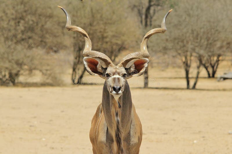 Kudu Antelope - Wildlife Background from Africa - Spiral Stare Symmetry