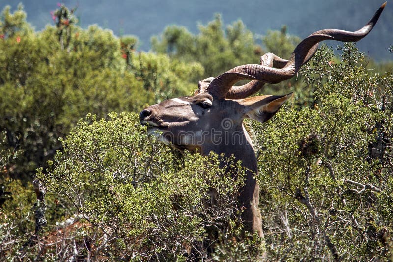 Kudu antelope τρώει θάμνο στη νότια αφρική, addo savannah στοκ φωτογραφίες