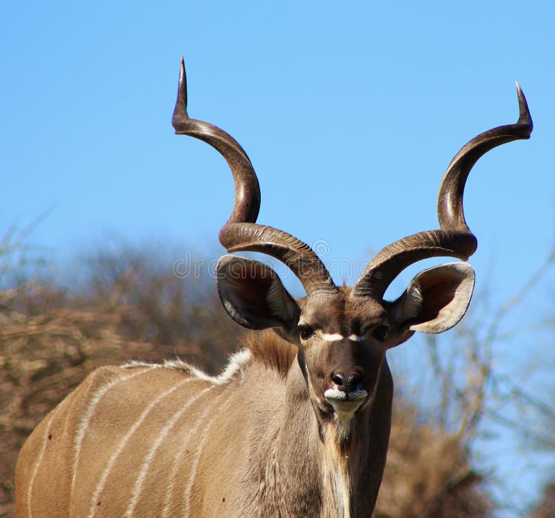 Kudu bull - I saw you