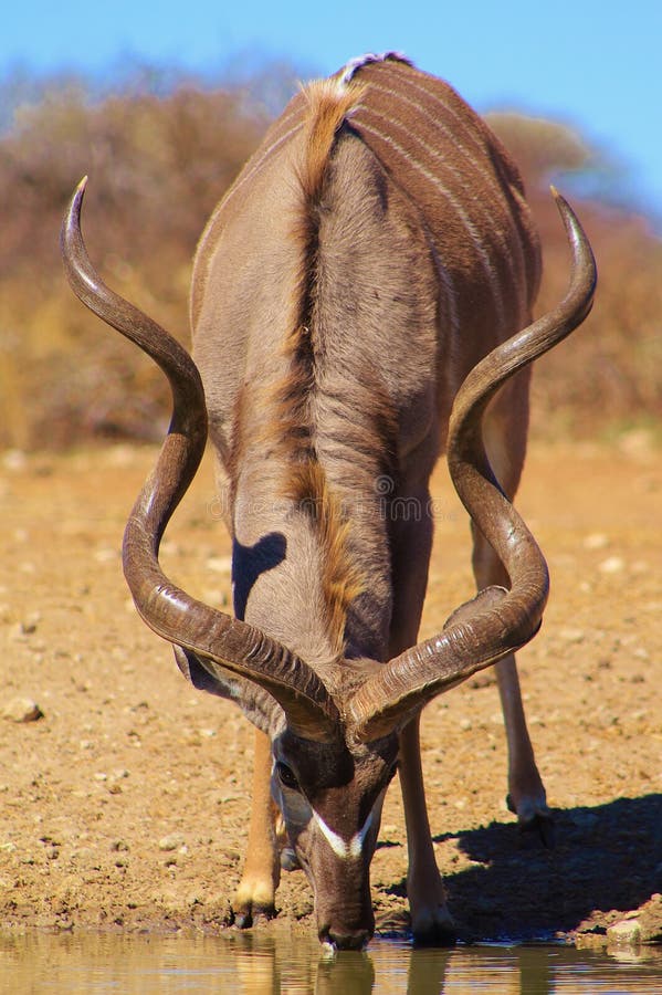 Kudu bull - Spiralling to Heaven