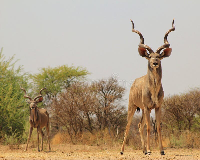 Kudu bulls - Spring is here