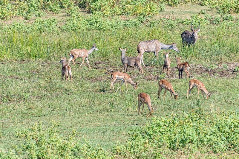 Kudus, impalas and waterbuck stock photo Kudus, impalas and waterbuck stock photo