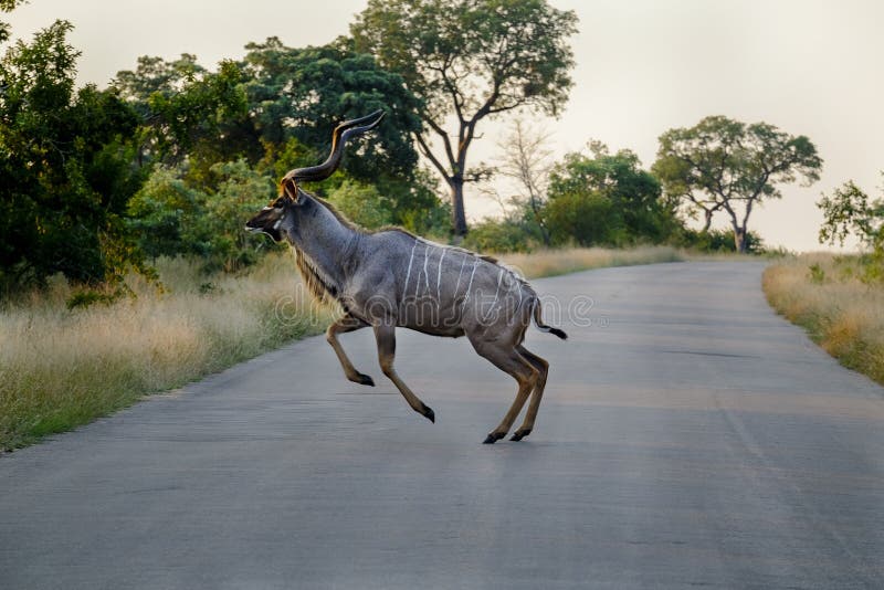 Kudu die over een weg springen stock foto Kudu die over een weg springen stock foto
