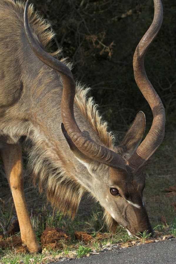 Kudu Feeding in Addo