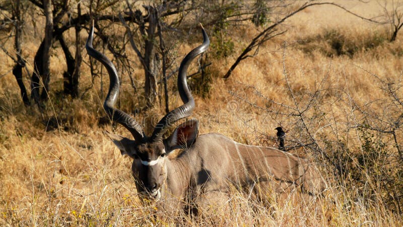 Kudu i den Kruger nationalparken arkivfoto Kudu i den Kruger nationalparken arkivfoto