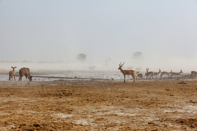 Kudu's, Impala's and Springbuck at a dusty waterhole royalty free stock photography Kudu's, Impala's and Springbuck at a dusty waterhole royalty free stock photography