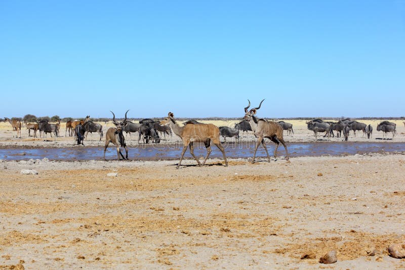Kudu's at muddy waterhole royalty free stock photos Kudu's at muddy waterhole royalty free stock photos