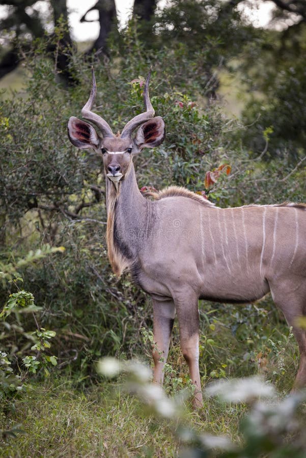 Greater kudu, Tragelaphus strepsiceros, antelope of eastern and southern Africa. Kudu, large adult male greater kudu stands over 5 feet 1.5 m, tall at the shoulder. In the African bush veld or savanna. Greater kudu, Tragelaphus strepsiceros, antelope of eastern and southern Africa. Kudu, large adult male greater kudu stands over 5 feet 1.5 m, tall at the shoulder. In the African bush veld or savanna