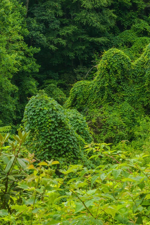 Kudzu, Summer, Blue Ridge Parkway Stock Image Image of nature, green