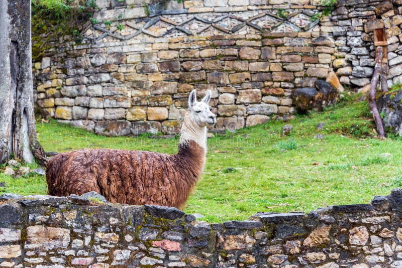 Kuelap Ruins and Llama