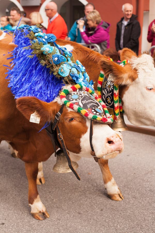 Kufstein / Austria / Tirol19.September Decorated Cow Cattle Dr