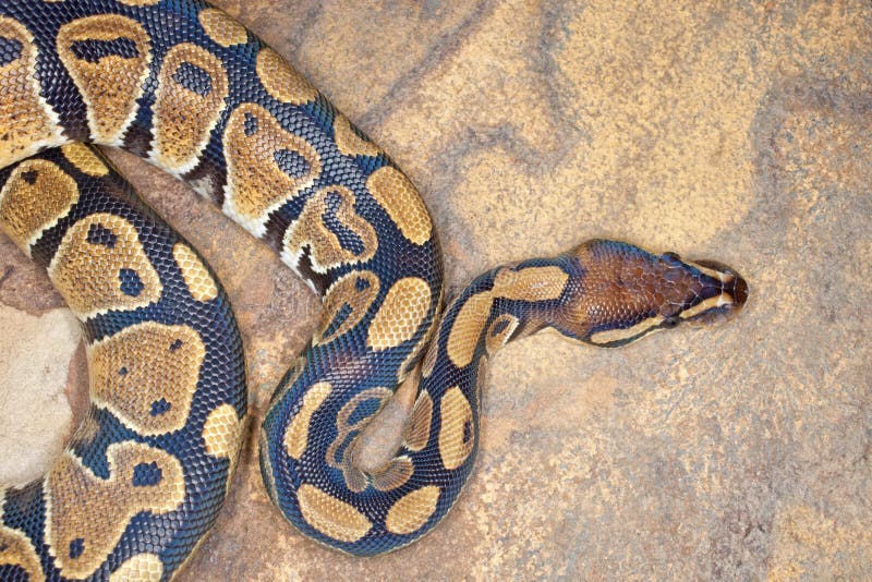 Kugel-Pythonschlange lizenzfreies stockbild Kugel-Pythonschlange lizenzfreies stockbild