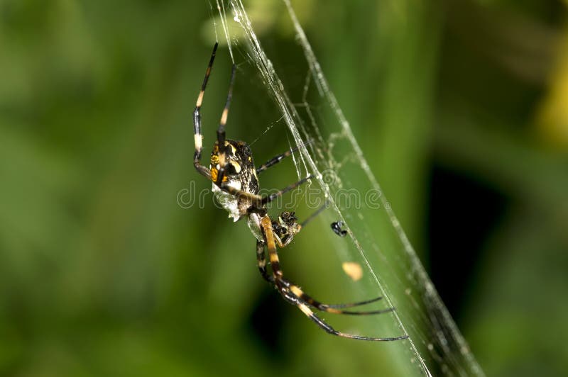 Kugel-Weber silberner Argiope lizenzfreie stockfotos Kugel-Weber silberner Argiope lizenzfreie stockfotos