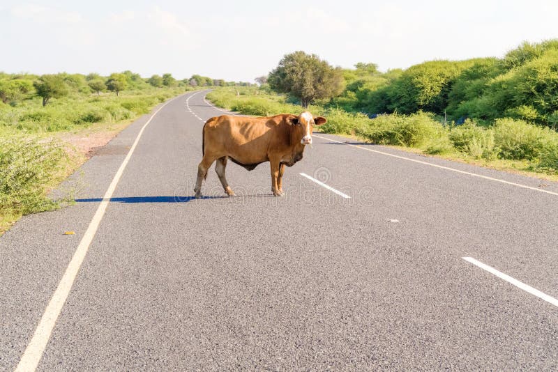 Kuh auf der Straße in Botswana lizenzfreies stockfoto Kuh auf der Straße in Botswana lizenzfreies stockfoto