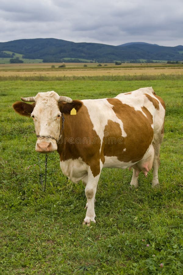 Kuh auf einer Weide stockfoto Kuh auf einer Weide stockfoto