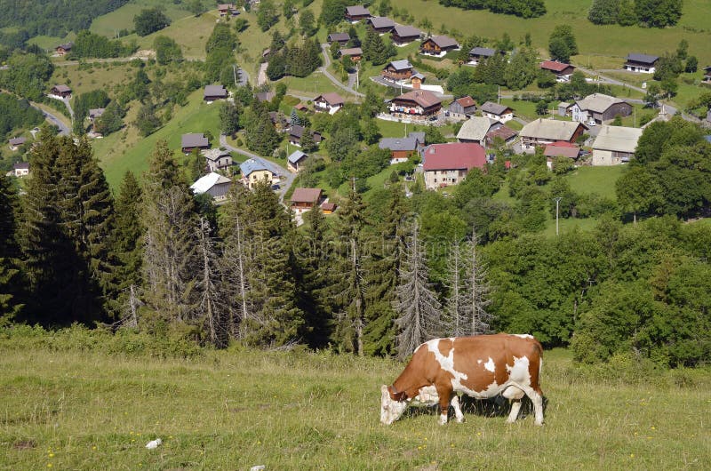 Kuh, die in den französischen Alpen weiden lässt