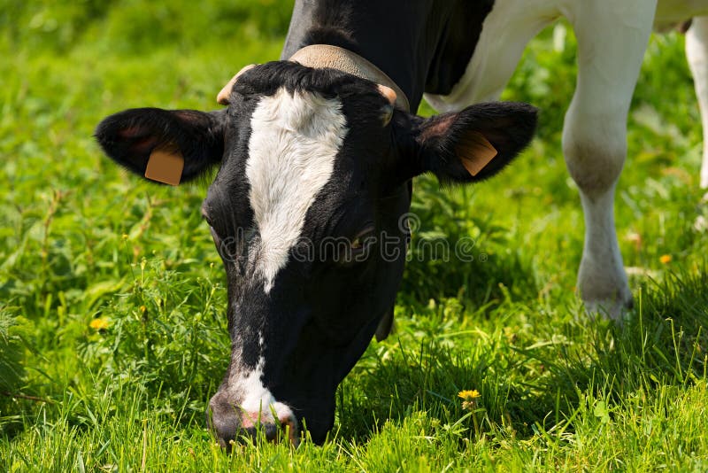 Kuh, Die Grünes Gras Auf Einer Wiese Isst Stockbild Bild