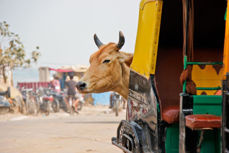Kuh, die hinter einem Tuk-Tuk in Indien lauert lizenzfreie stockbilder Kuh, die hinter einem Tuk-Tuk in Indien lauert lizenzfreie stockbilder