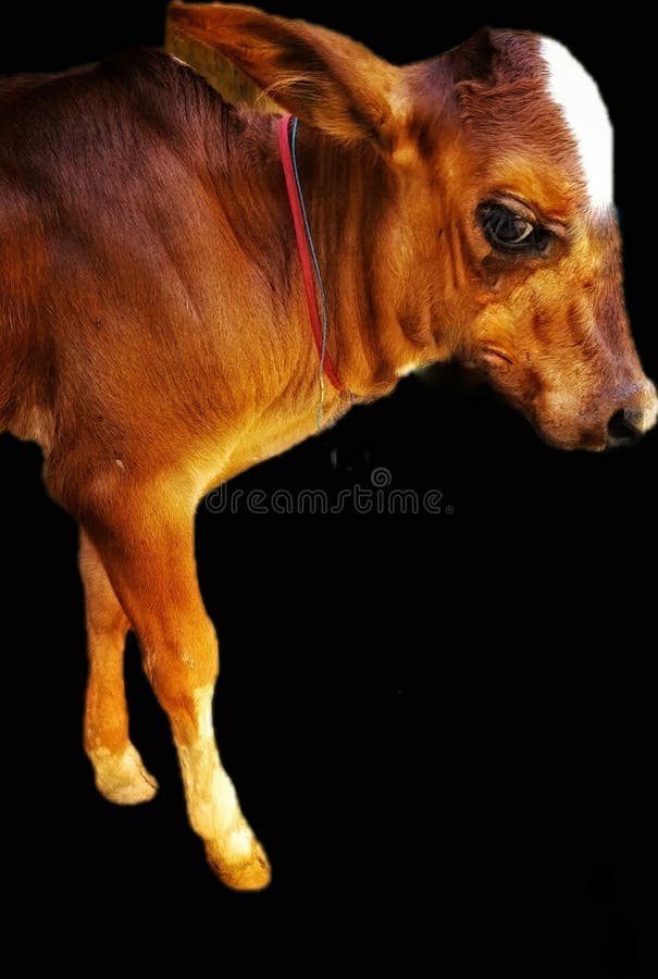 Kuh, ein einheimischer weniger Kuhstand stockfotos