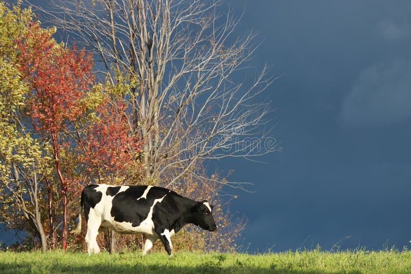 Kuh im Herbst stockfotografie Kuh im Herbst stockfotografie