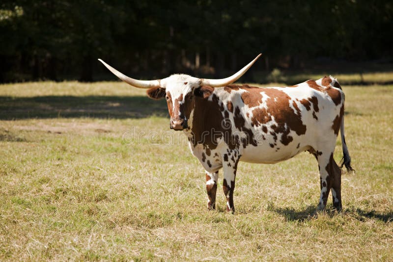 A Texas longhorn cow in an autumn meadow. A Texas longhorn cow in an autumn meadow.