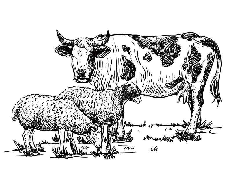 Cow and sheep on a white background. Cattle breeding. Cow and sheep on a white background. Cattle breeding.