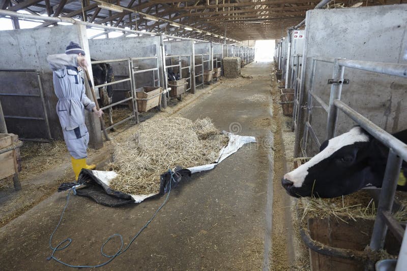 Kuhbauernhoflandwirtschafts-Rindermilch