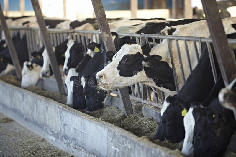 Kuhbauernhoflandwirtschafts-Rindermilch