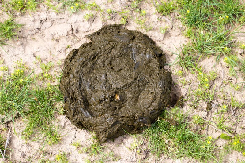 Kuhfladen stockbild. Bild von mist, grün, gras, organisch 100596417