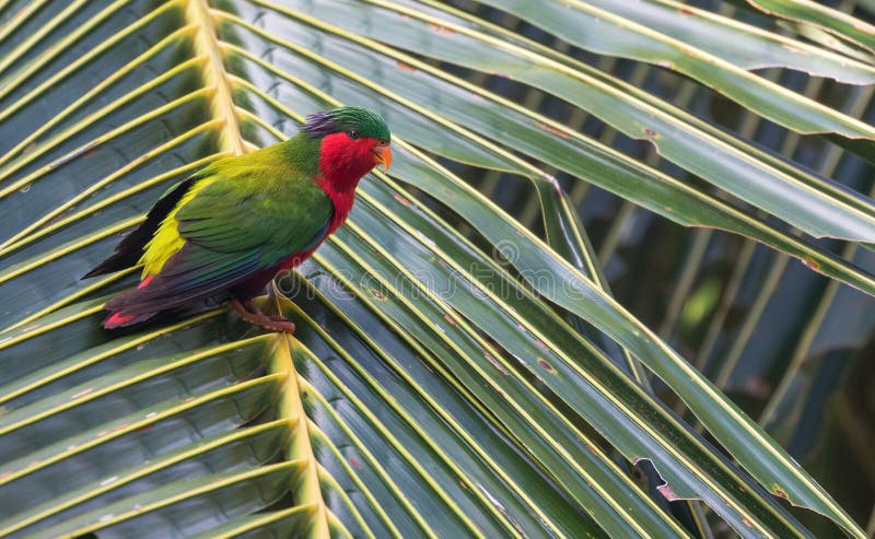 Kuhl\ s Lorikeet, Vini kuhlii