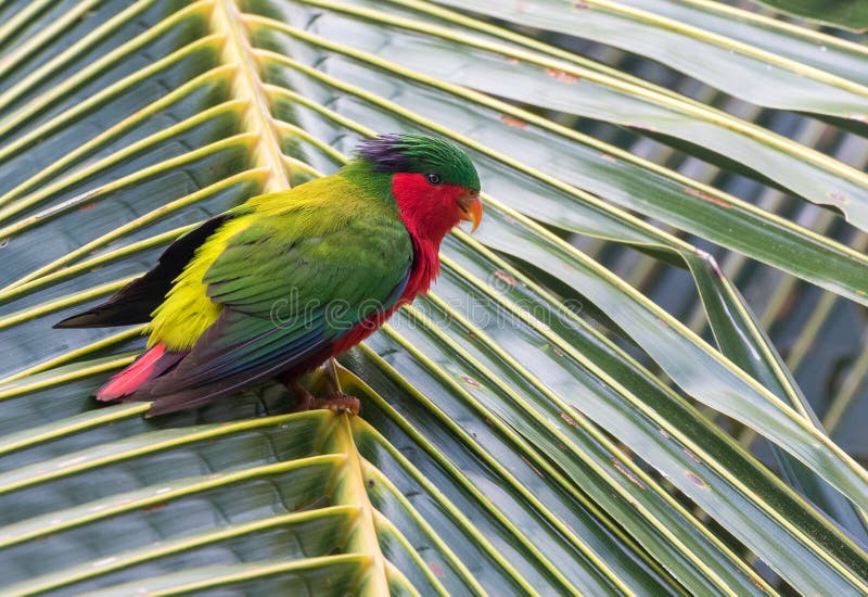 Kuhl\ s Lorikeet, Vini kuhlii