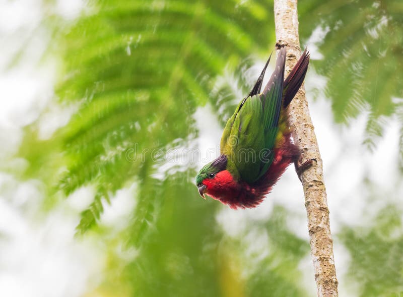 Kuhl\ s Lorikeet, Vini kuhlii