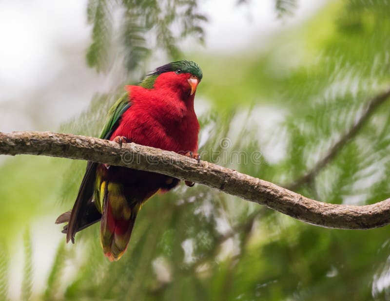 Kuhl\ s Lorikeet, Vini kuhlii