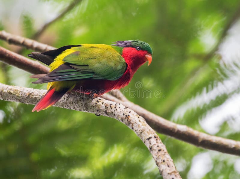 Kuhl\ s Lorikeet, Vini kuhlii