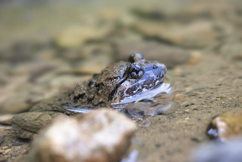 Bulk Frog Stock Photos - Free & Royalty-Free Stock Photos from